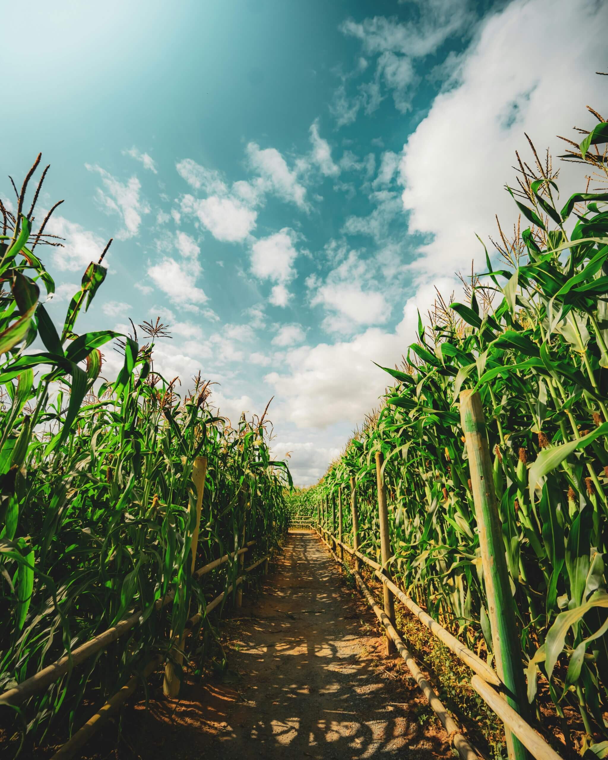 Corn Silage